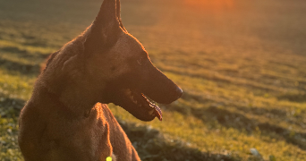 chloe pet sitter à PONTARLIER 25300_2