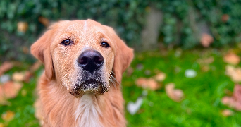 axelle pet sitter à NANCY 54000_5