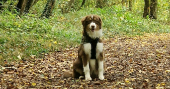 laura pet sitter à GRAVIGNY 27930_2