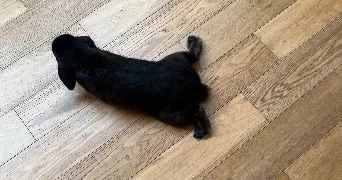 riad pet sitter à MONTREUIL 93100