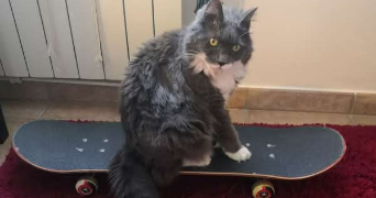 allison cat sitter à DRAGUIGNAN 83300_8