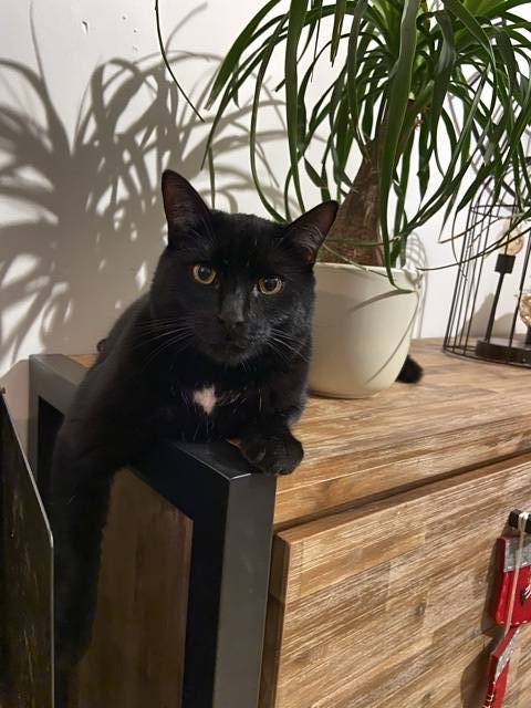 Helen pet sitter à Draveil 91210_3