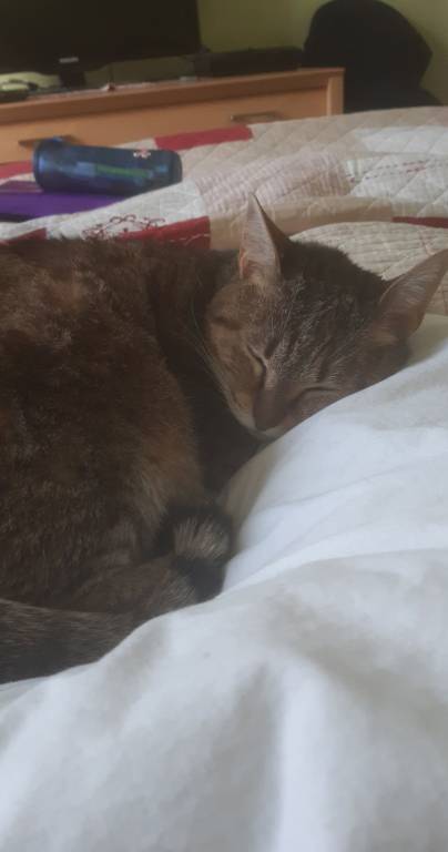 Marie pet sitter à LIMOGES 87100_3