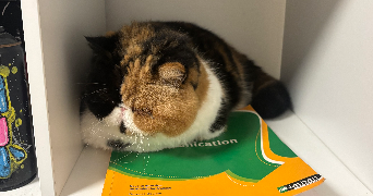 océane pet sitter à ST MANDRIER SUR MER 83430_8