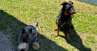 christelle pet sitter à CERNAY 68700_8