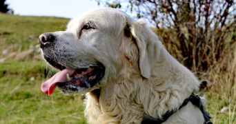 stephanie pet sitter à DUINGT 74410_0