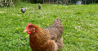 vikken pet sitter à Sivry-Courtry 77115_9