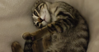 edwina pet sitter à ANTIBES 06600_3