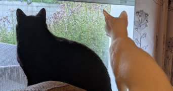 anthony pet sitter à GROSBREUIL 85440_8