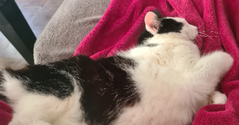 lucie pet sitter à VILLEURBANNE 69100_3