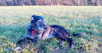 noémie pet sitter à ARGENTEUIL 95100_2