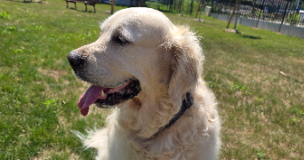 melissa pet sitter à BOURGOIN JALLIEU 38300_6