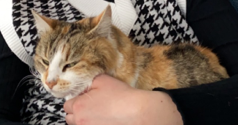 léa pet sitter à RENNES 35000_1
