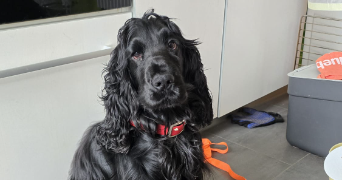 hugo pet sitter à GUERANDE 44350_1
