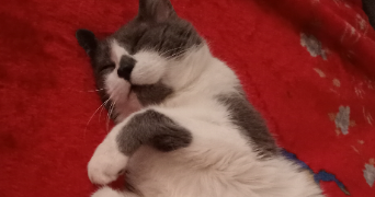fanny pet sitter à VANNES 56000_1