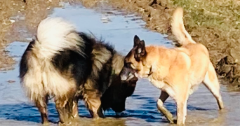 anne pet sitter à SALOUEL 80480_1