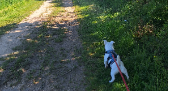 tamara pet sitter à BOIS COLOMBES 92270_0