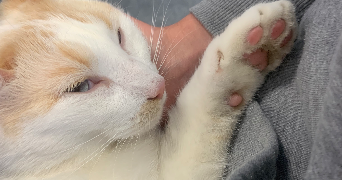 raphaelle pet sitter à BIHOREL 76420_3