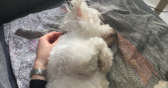 anaïs pet sitter à RENNES 35700_3