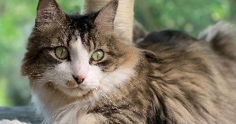 céline pet sitter à MARCQ EN BAROEUL 59700_1