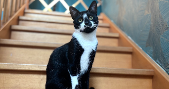 cecile pet sitter à BEZANNES 51430_2