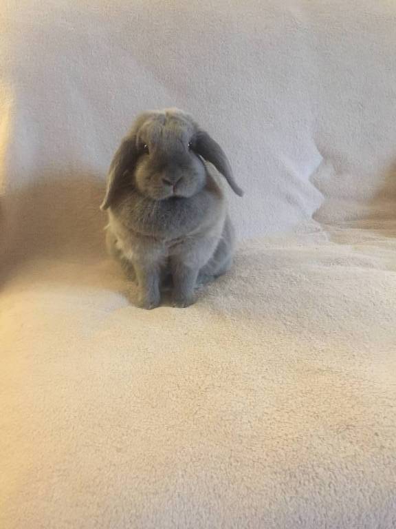 catherine pet sitter à Auray 56400_5