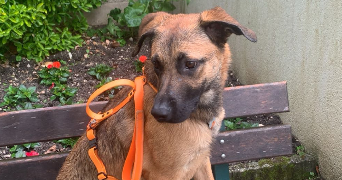sarah pet sitter à NANTERRE 92000_1