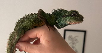 ilona pet sitter à ST SULPICE ET CAMEYRAC 33450_1