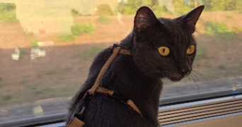 melanie pet sitter à LEVALLOIS PERRET 92300_1