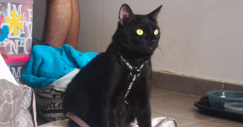 marion pet sitter à MONTPELLIER 34080_3