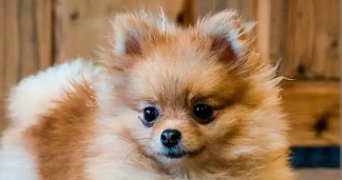 Maryline pet sitter à Athis-Mons 91200_1