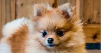 Maryline pet sitter à Athis-Mons 91200