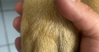 reika pet sitter à ST GENEST LERPT 42530