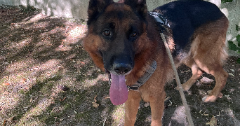 lena pet sitter à AULNAY SOUS BOIS 93600_8