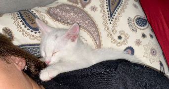 corentin pet sitter à CAEN 14000_5