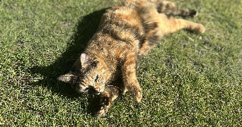 margaux pet sitter à CRAVENT 78270_4