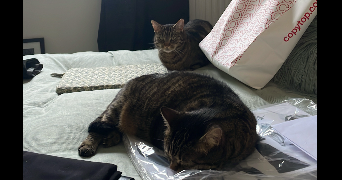 lou-ann pet sitter à PARIS 14 75014_1