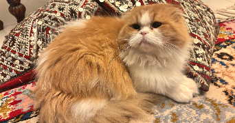 sajoie pet sitter à PESSAC 33600_1