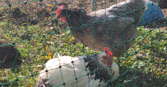 nina pet sitter à MONTPELLIER 34090_0