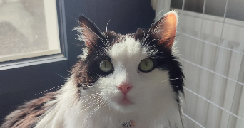 marie pet sitter à NANTES 44000_0