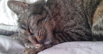 elsa pet sitter à TOULOUGES 66350_3