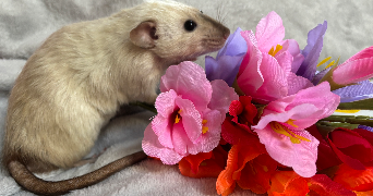 rory pet sitter à CARNIÈRES 7141_1