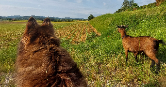lylou pet sitter à ST DONAT SUR L HERBASSE 26260_6