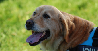 laura et pet sitter à Blagnac 31700_0