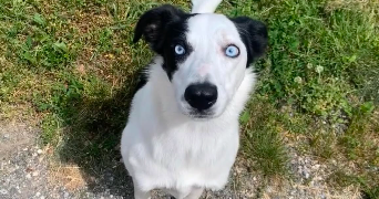 solene pet sitter à MINZIER 74270_5