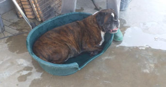 léane pet sitter à TOURS 37000_3