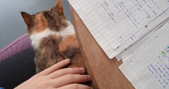 mila pet sitter à BREST 29200_3