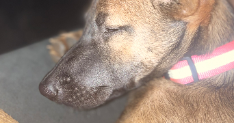 vanessa pet sitter à MERIGNAC 33700_2