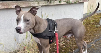 adeline pet sitter à COMBS LA VILLE 77380_2