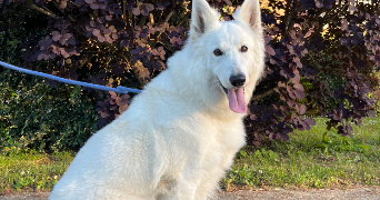 nikolic pet sitter à MONTRABE 31850_5